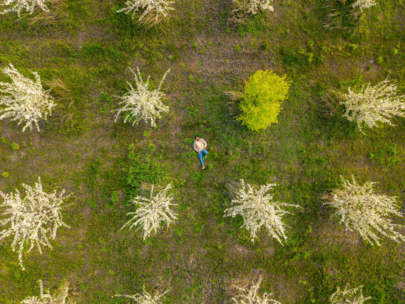A person walking between blossoming plum trees in green grass, seen straight down from above