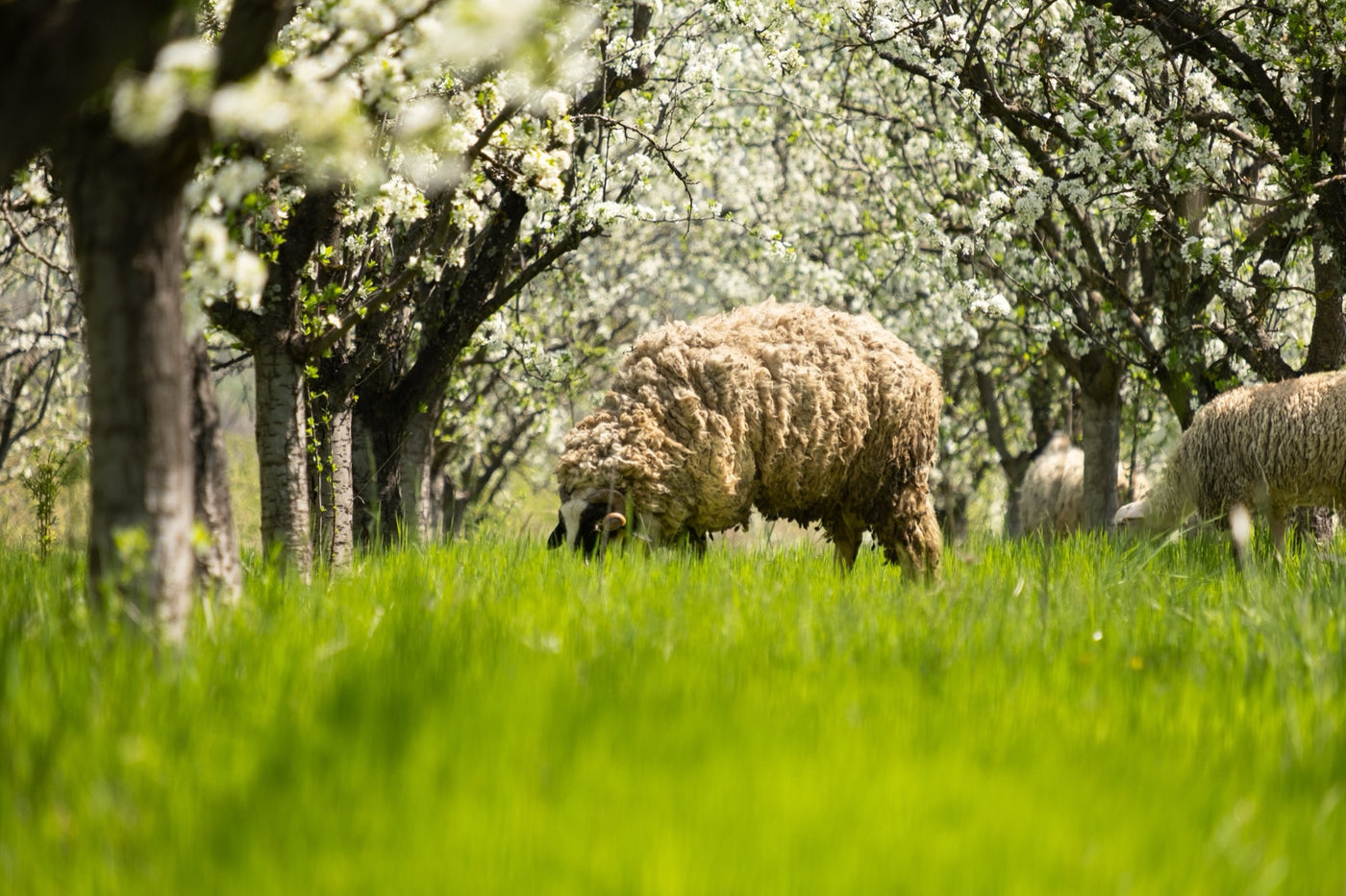 Sheep grazing the tall grass between flowering plum trees