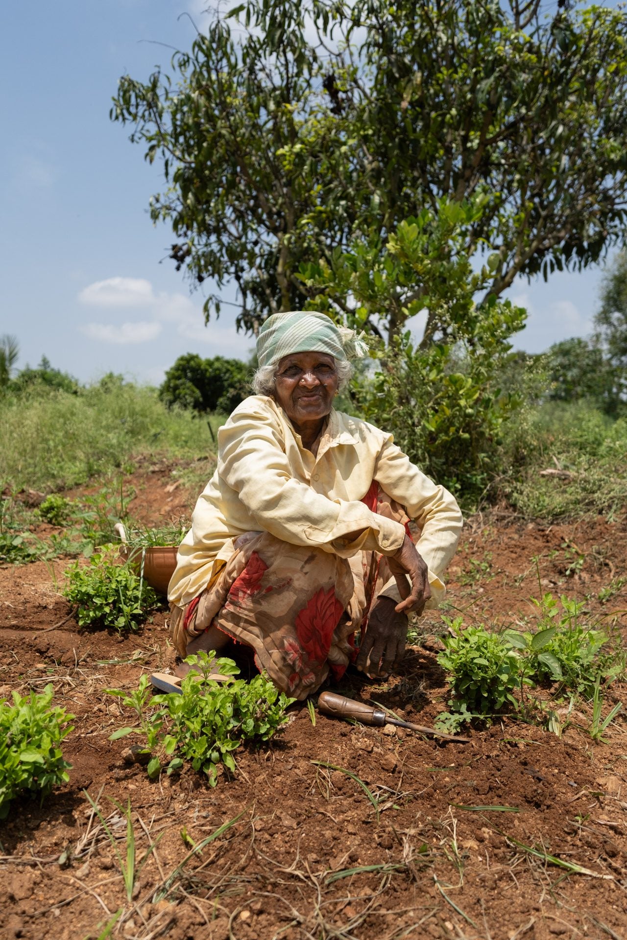 An older grower crouching to plant seedlings into bare red soil
