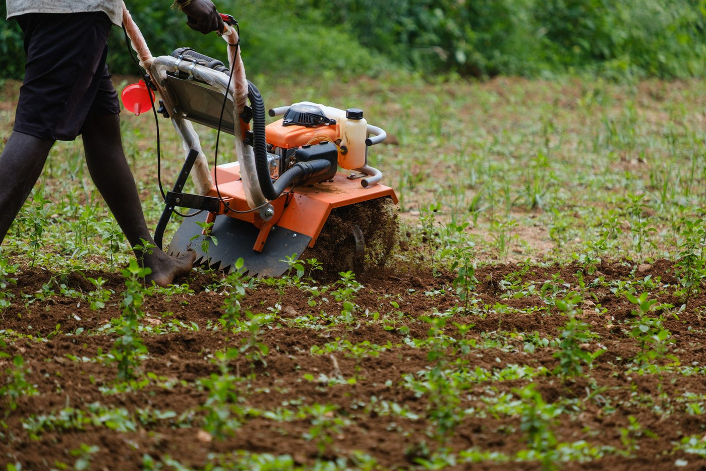 A grower working a rotary tiller between rows of young seedlings