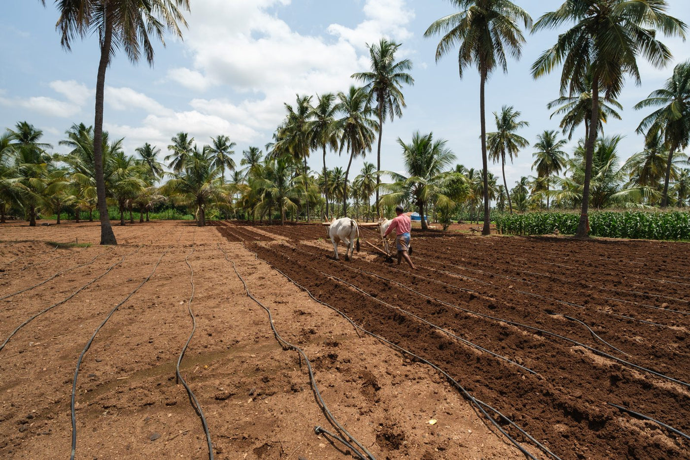 Long ploughed rows running toward a line of coconut palms, oxen working at the far end