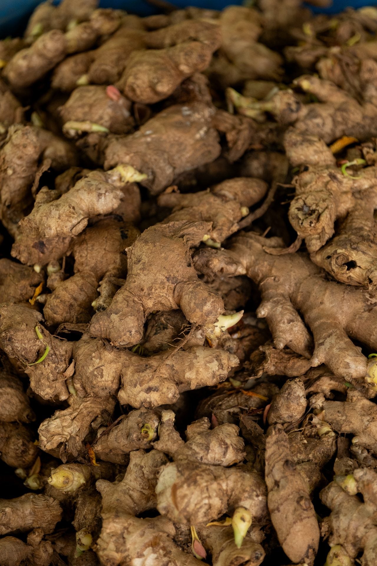 A heap of freshly harvested ginger rhizomes