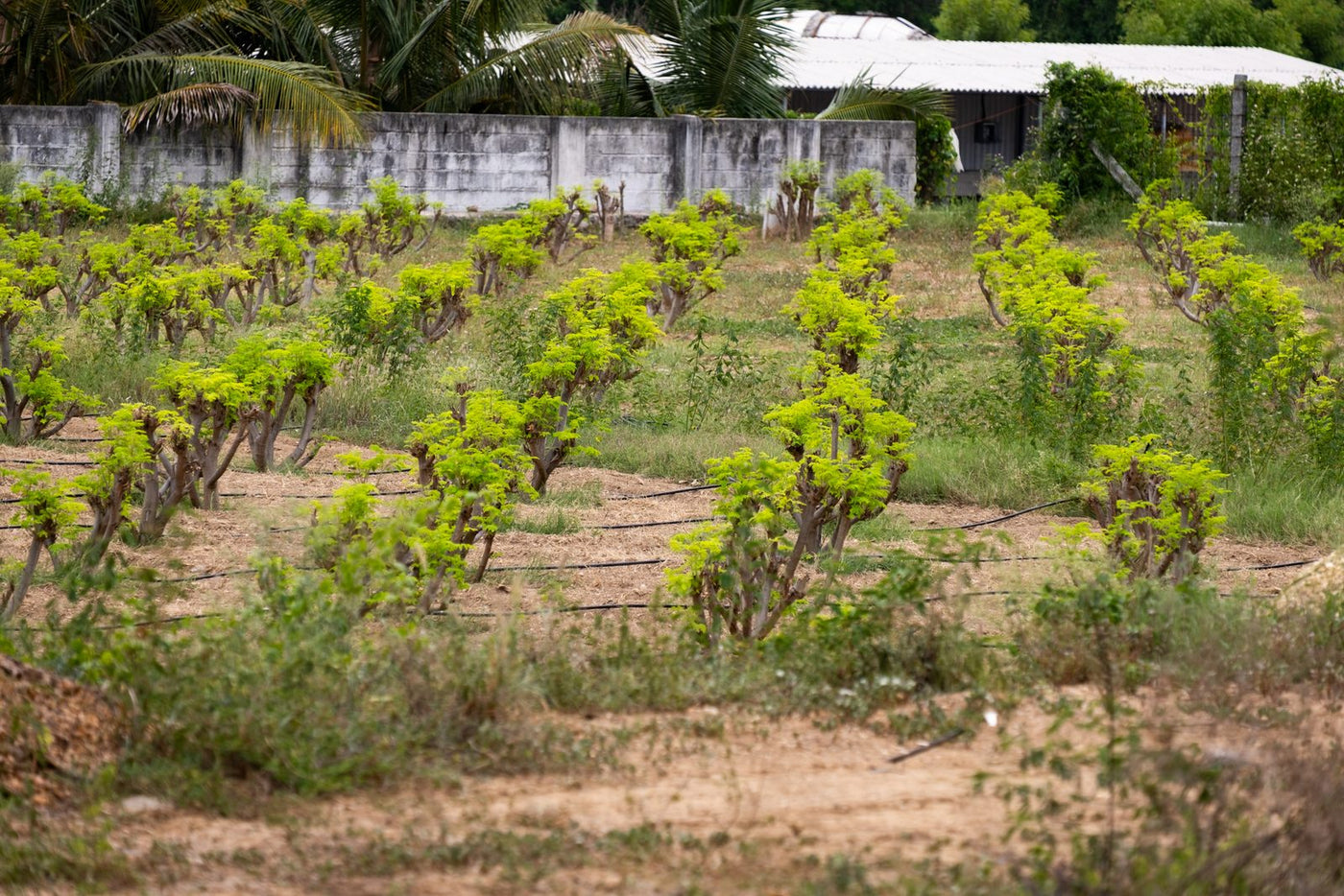 Rows of young bushes across a cultivated field, farm buildings behind