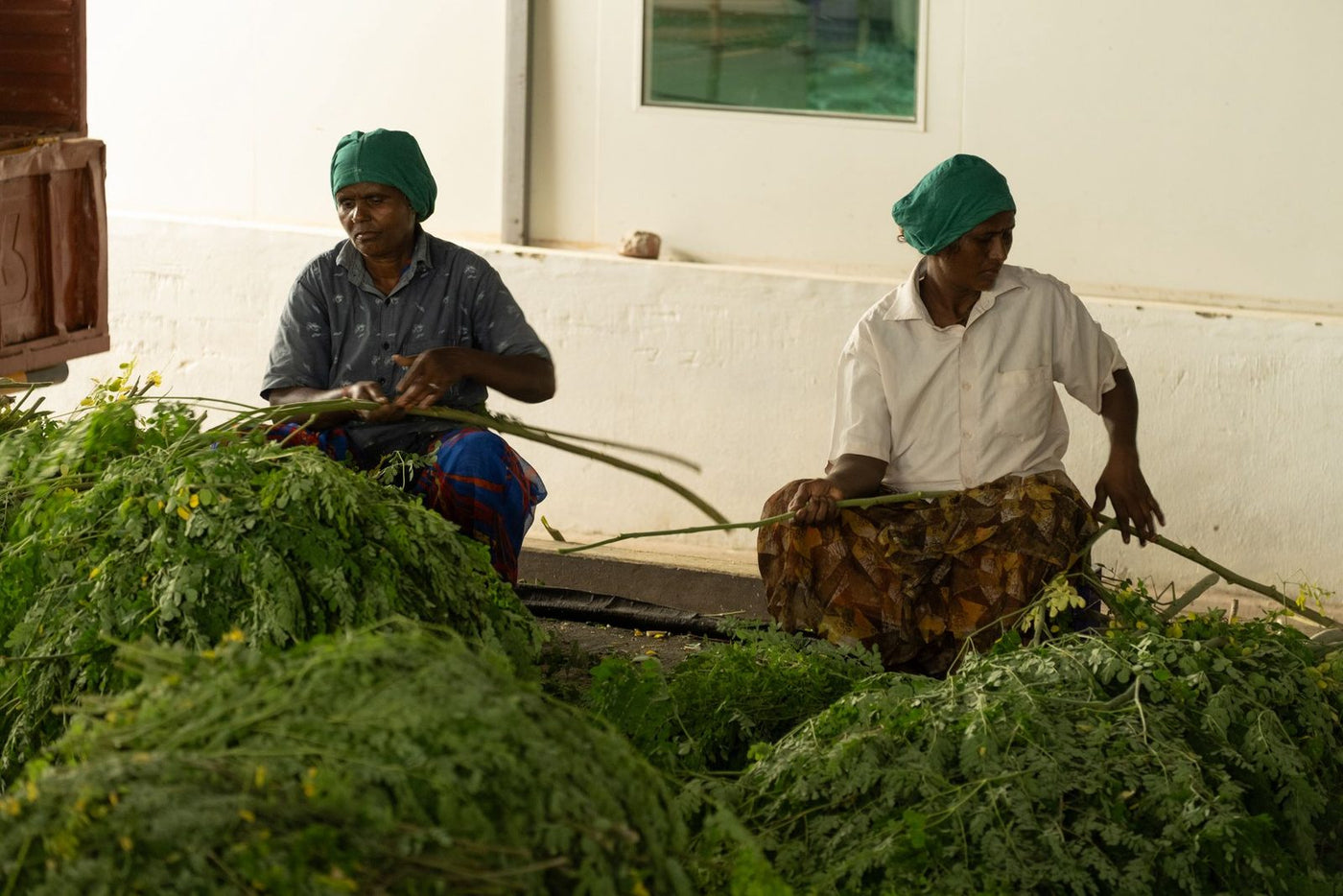 Two women in headscarves trimming freshly cut herb stalks in an open-sided shed