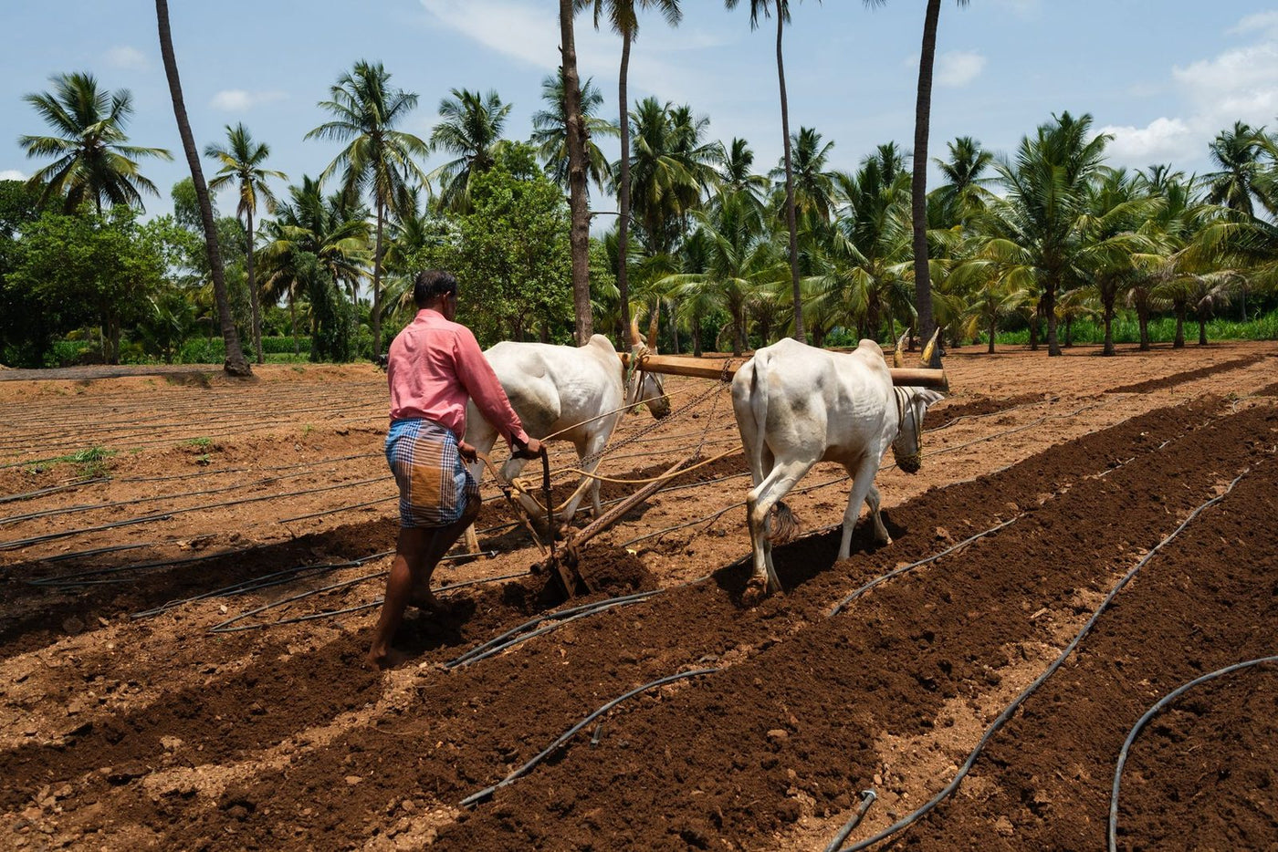 A farmer ploughing a field behind two white oxen, coconut palms along the far edge