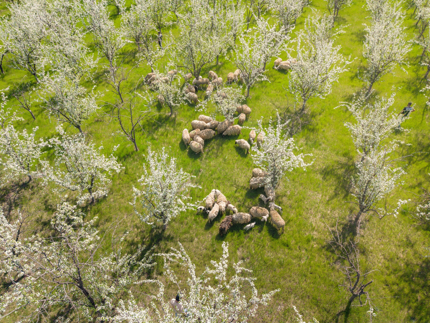 Sheep grazing between rows of blossoming plum trees, seen from above