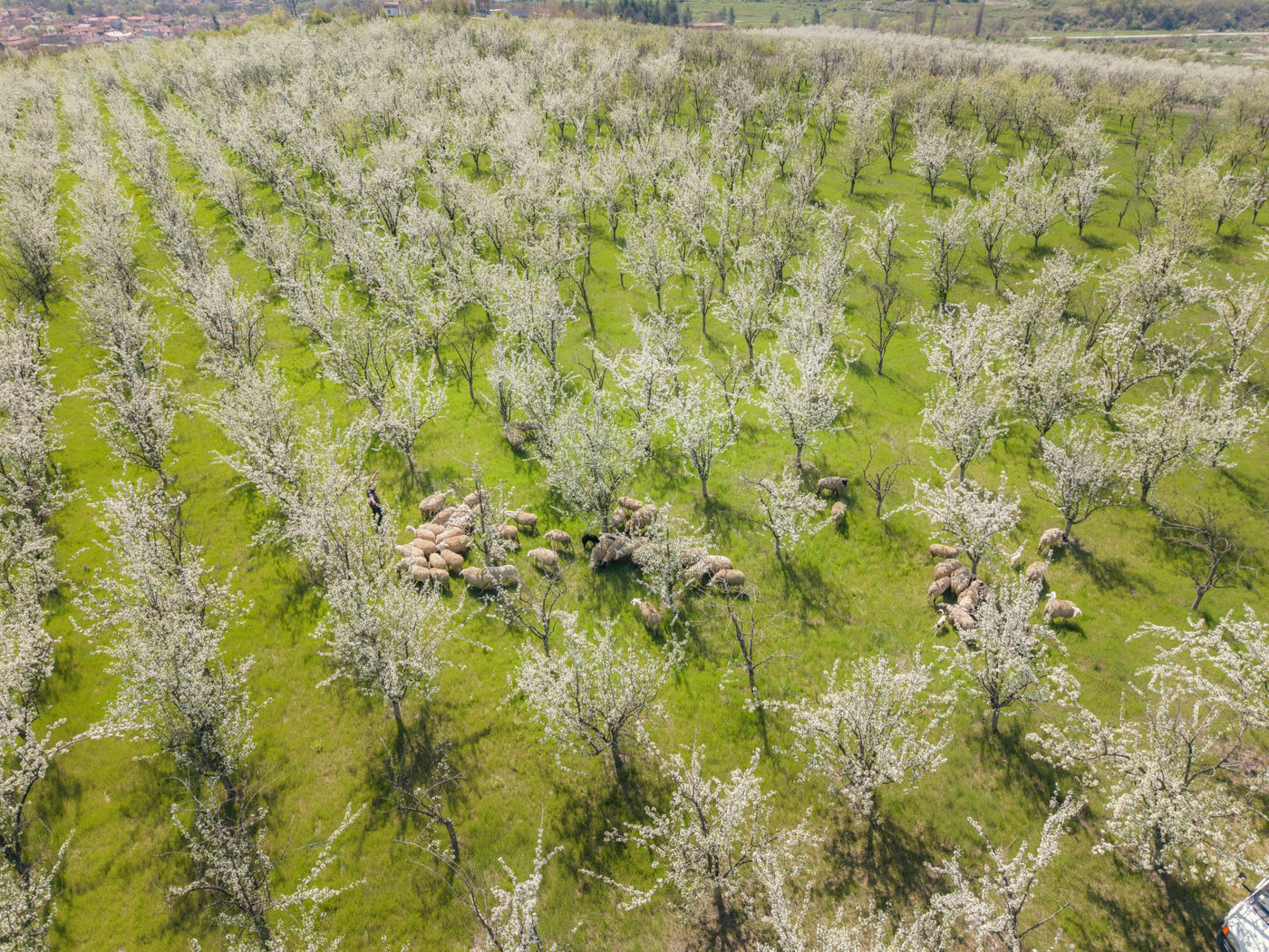 A flock of sheep grazing the grass between long rows of plum trees in blossom