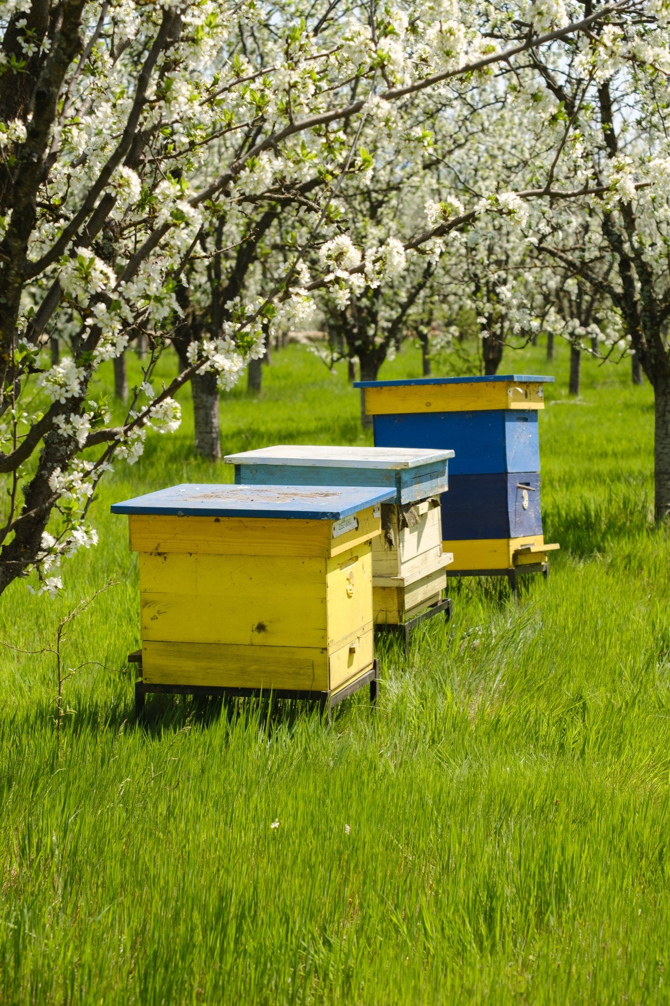 A row of yellow and blue beehives in the grass beneath flowering trees
