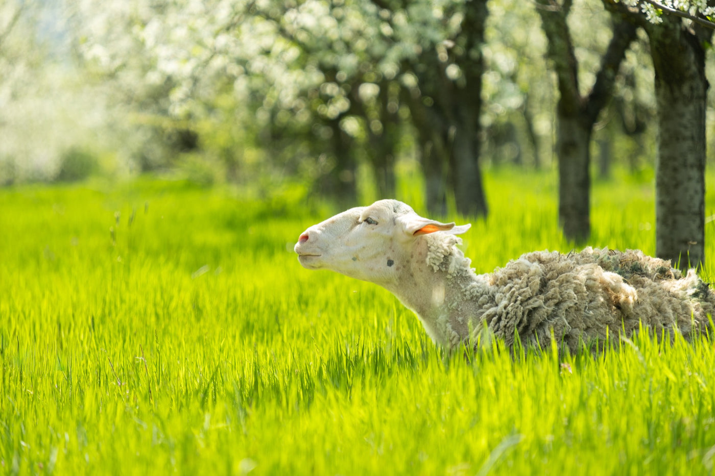 A sheep lifting its head in the tall spring grass under the plum trees