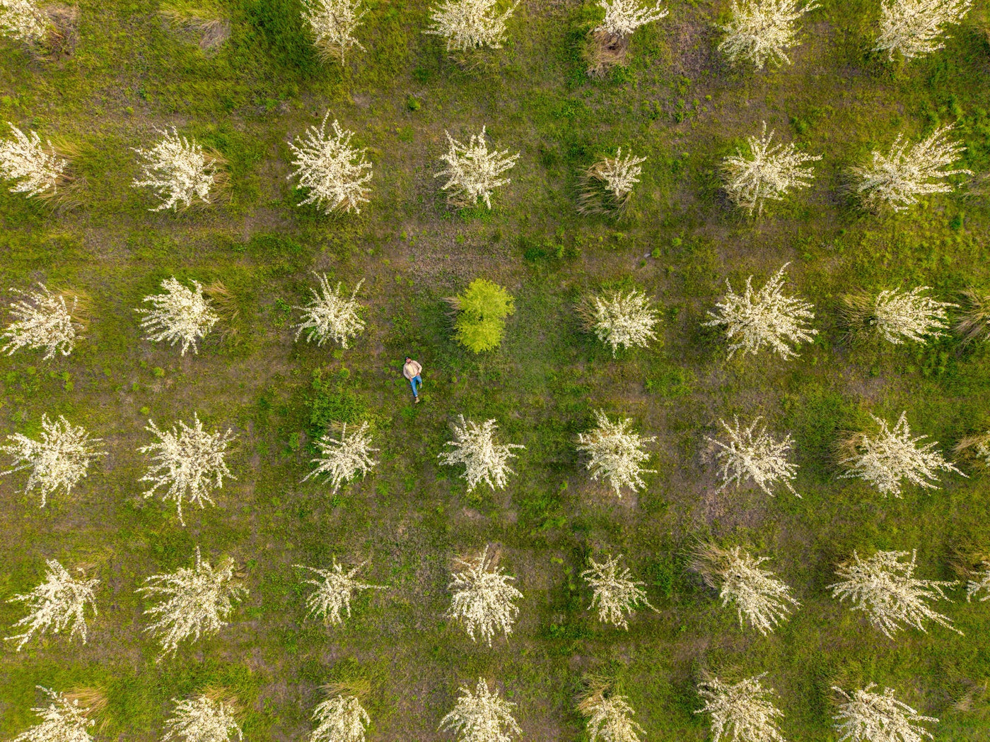 Rows of blossoming plum trees in green grass, seen straight down from above