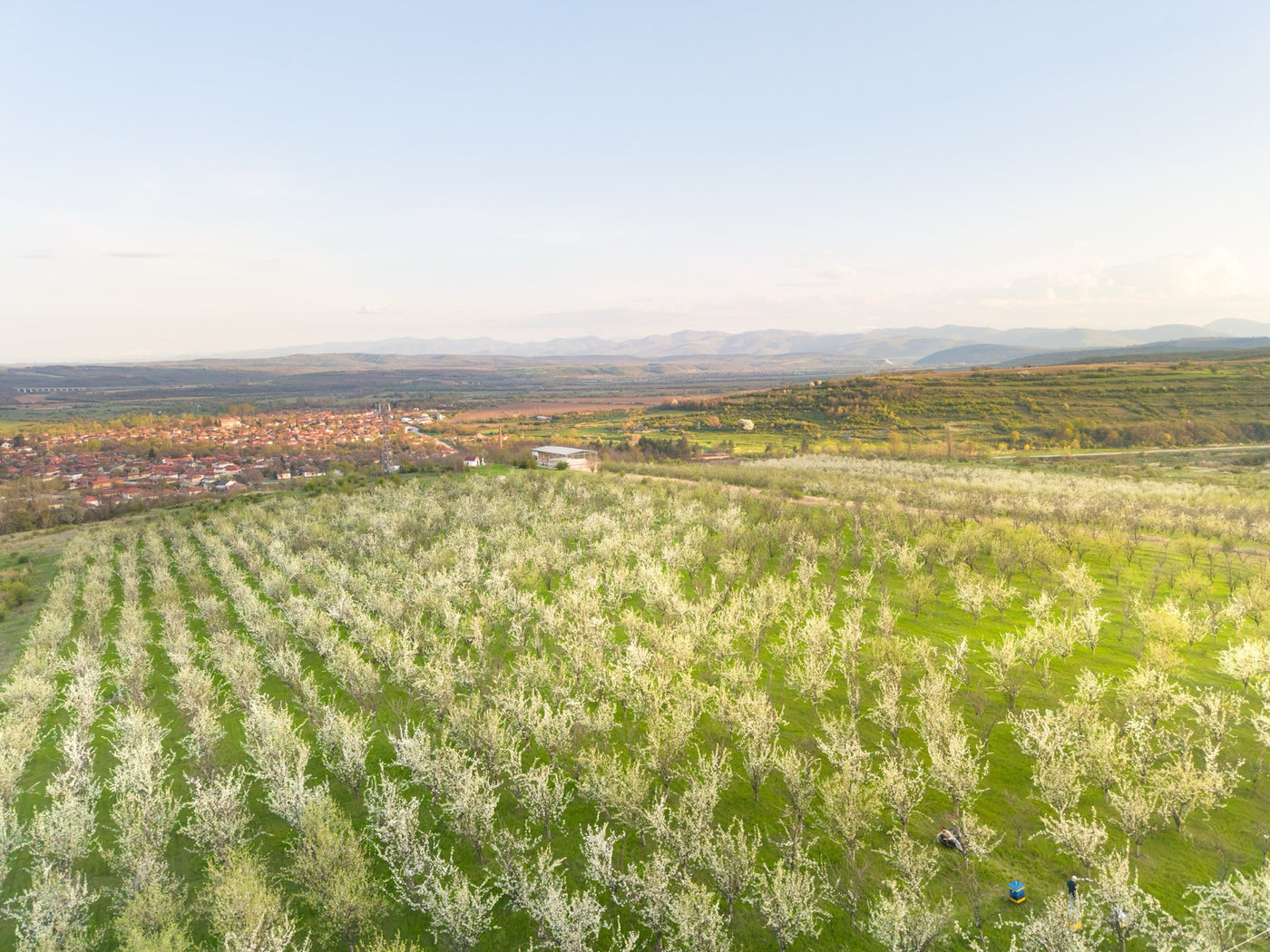 Alepu's plum orchard in blossom stretching toward the hills in Bulgaria, from the air