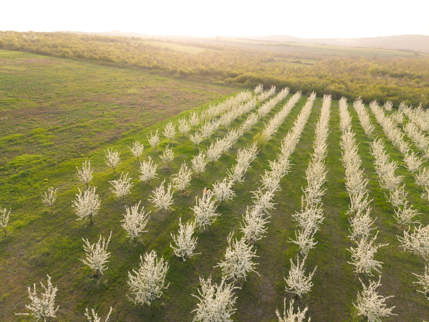 Long rows of plum trees in white blossom running across Alepu's land at golden hour