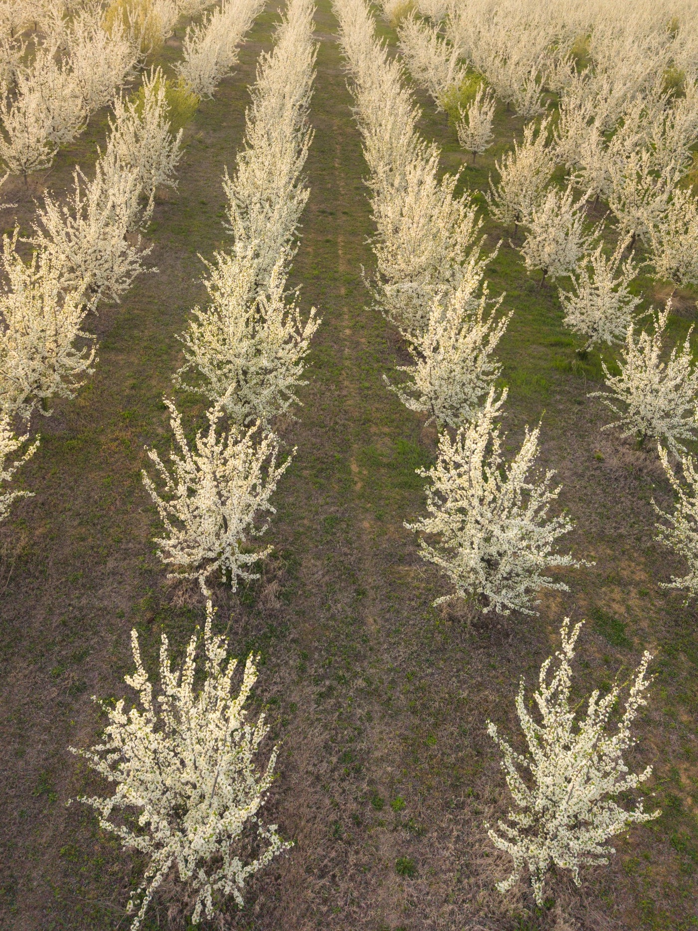 Rows of plum trees in white blossom running away from the camera, seen from above