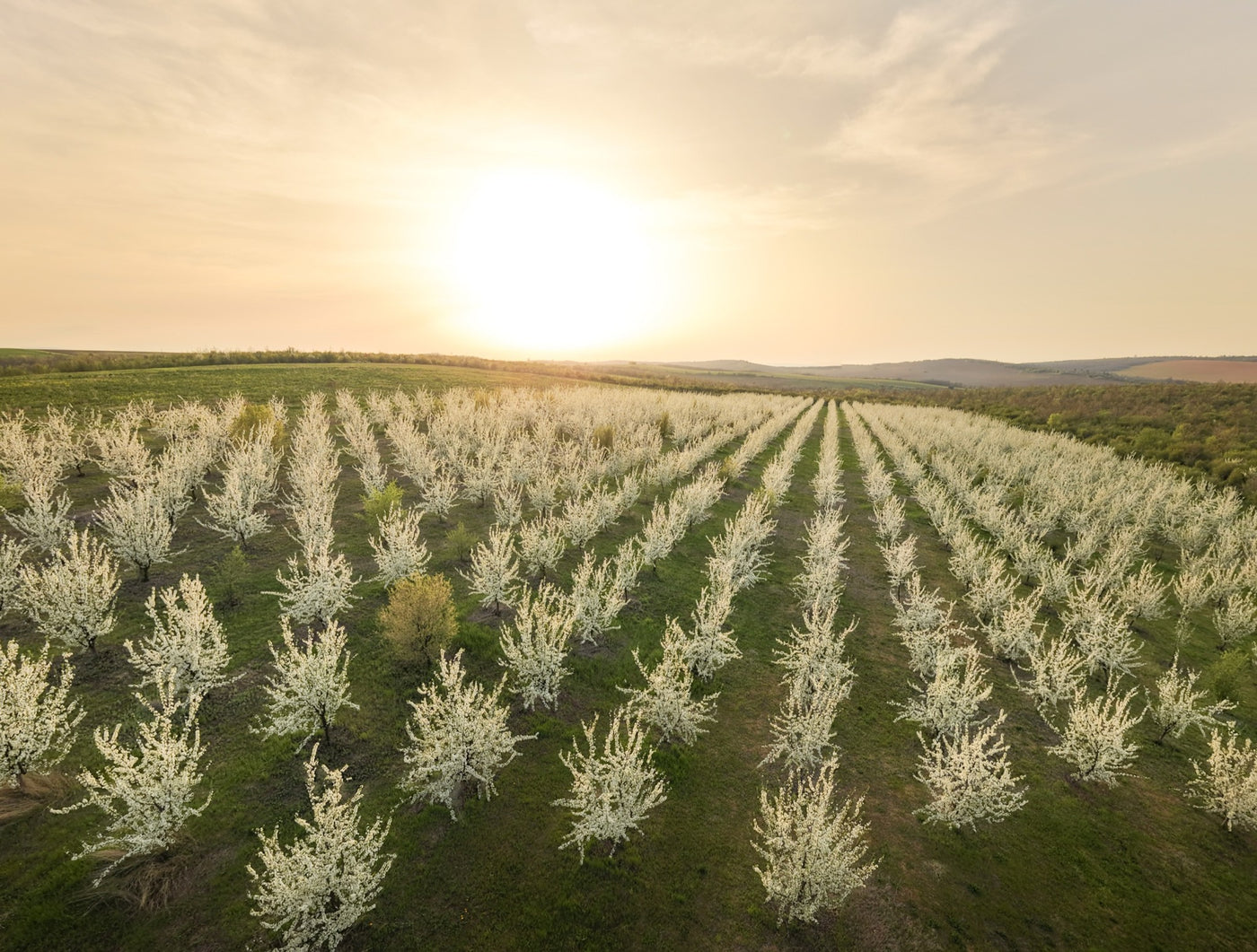 Rows of plum trees in white blossom on Alepu's land in Bulgaria, seen from above at sunset