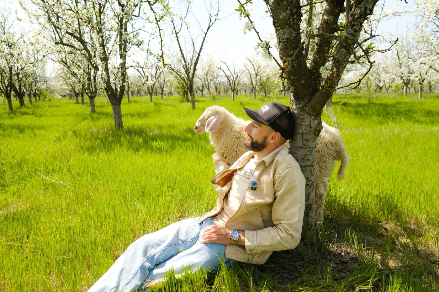 A man sitting in the grass under the plum trees with a sheep resting beside him