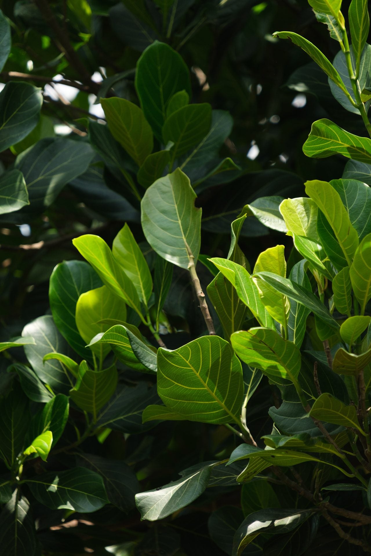 Broad dark green leaves in close growth