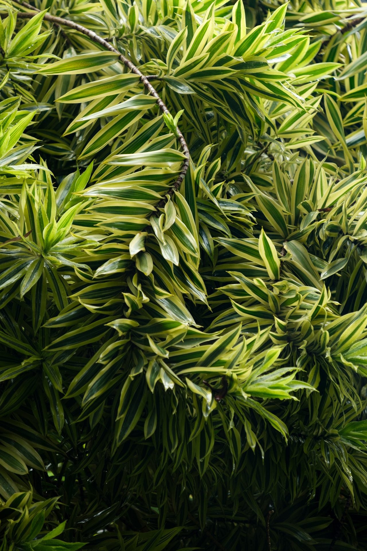 Close growth of narrow green leaves catching the light