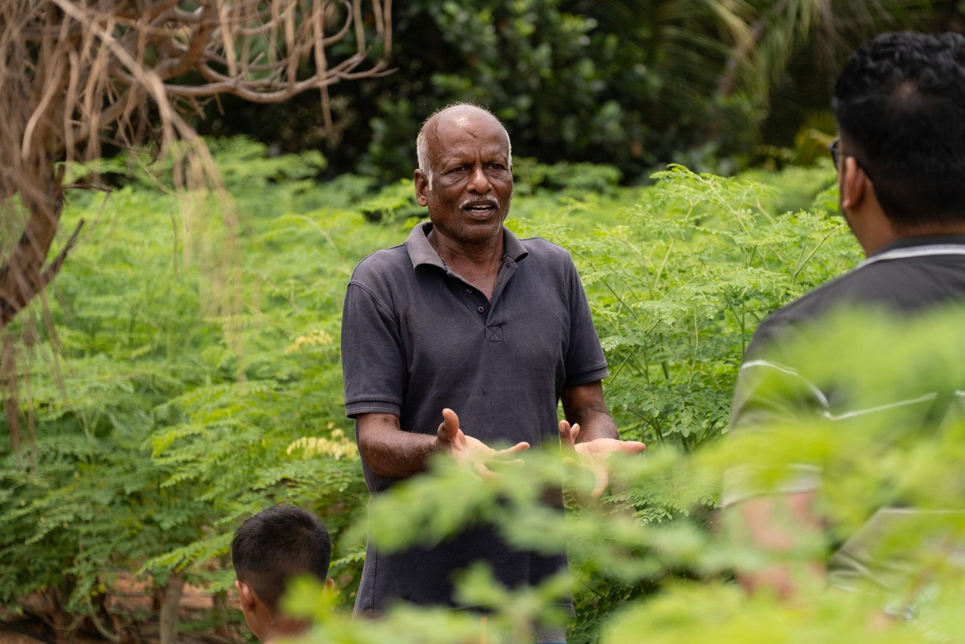 A grower holding out a handful of cut green stems in the middle of a crop