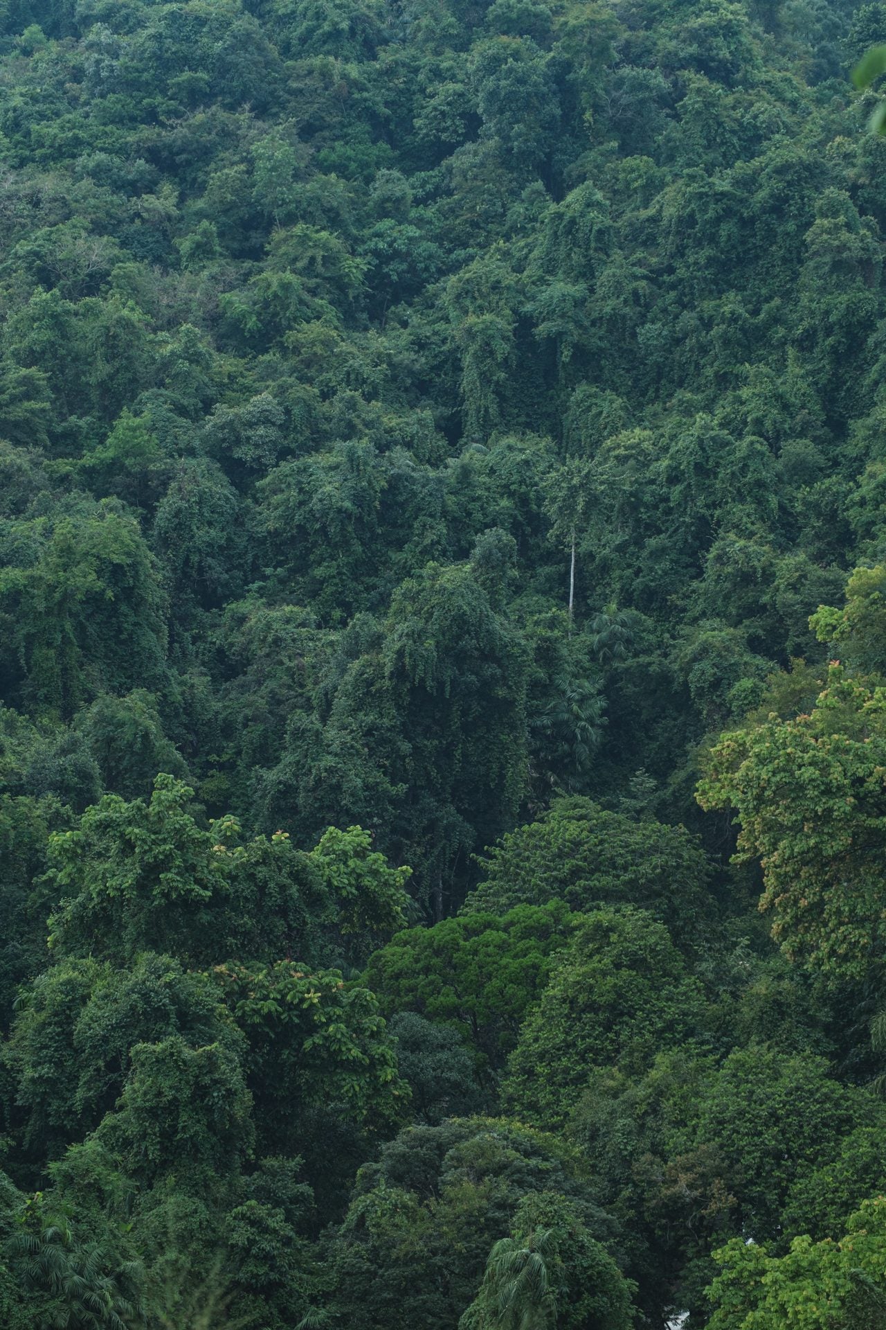 Dense forest canopy running up a steep hillside