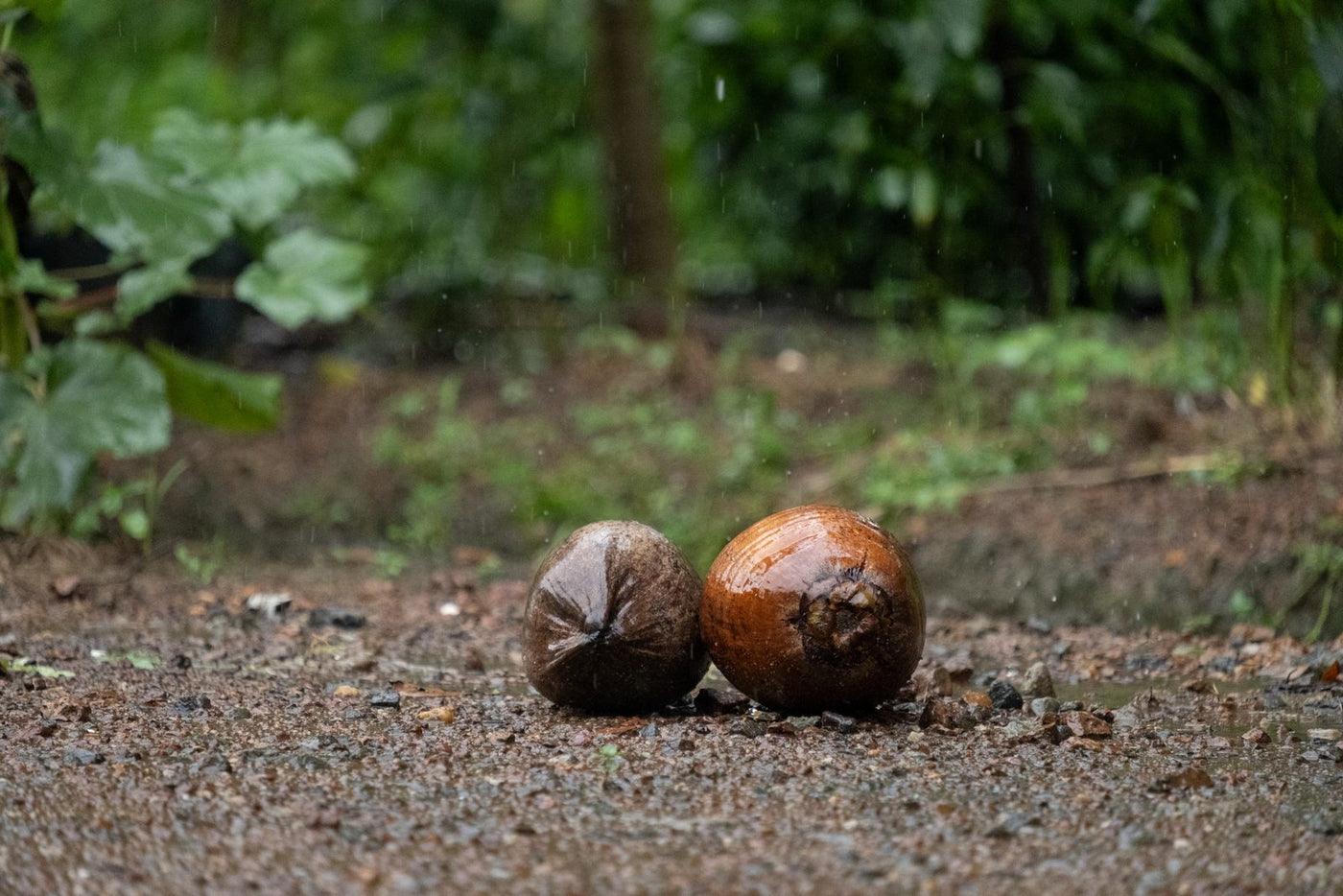 Two brown coconuts lying on gravel at the edge of a track